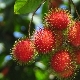  Rambutan: jellemzők, tulajdonságok és használati utasítások