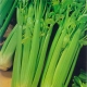  Celery: the benefits and harms to women’s health, tips on eating