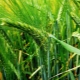  Varieties of winter barley and their cultivation