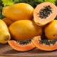  The composition and caloric content of dried papaya