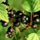  Types and the best varieties of black currant