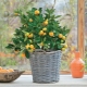 Growing citrus indoor plants