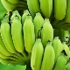  Green bananas: features, properties and rules of use