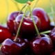  Cherry in diabetes mellitus type 2: is it possible to use and what are the limitations?