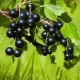  Black currant: useful properties and contraindications, features of use