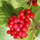  What can be prepared from the berries of Chinese Schizandra?