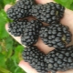  Blackberry Brzezina: jellemzők és agrotechnológia