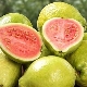  Guava: properties and methods of use