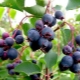  Irga - what is this berry and what can be made from it?