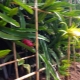  How to cultivate Pitahaya?