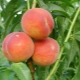  How to plant a peach?