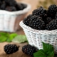  Forest Blackberry: Leírás és tulajdonságok