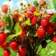  Wild berries: names, properties and collection rules