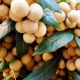  Longan: properties and recommendations for use