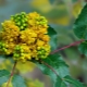  Mahonia: típusok, tulajdonságok és felhasználások