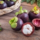  Mangosteen (mangosteen, mangosteen): features of the fruit, its application and tips on growing