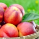  Nectarine: calorie, nutritional value, use for weight loss