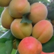  Peculiarities and cultivation of peach varieties