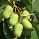  Features of cultivation of various varieties of actinidia