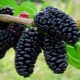  Peculiarities of cultivation of mulberry varieties in the Moscow region