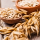  Oats: useful properties and contraindications in the treatment of diseases, recipes of traditional medicine