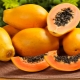  Papaya: jellemzők és tulajdonságok