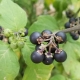  Nightshade black: features and uses of plants