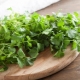  The benefits and harms of cilantro for men's health