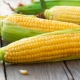  The benefits and harm of corn, its nutritional and energy value