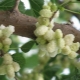  White mulberry: varieties, benefits and harm of berries, cultivation