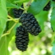  Black mulberry: features of varieties, properties of berries and tips on growing