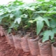  Growing conditions and tips for growing papaya