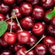  Cherries: the benefits and harm, calorie and composition