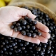 Acai berry: what is, benefit, harm and use