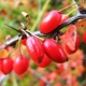  Berry Bushes: The Best Varieties and Cultivation Rules