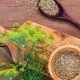  Medicinal properties and features of the use of seeds of dill