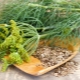  Medicinal properties of dill and contraindications