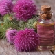  Thistle oil: the benefits and harm, composition and use