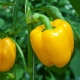  All about pepper: types and properties, cultivation and subtleties of use