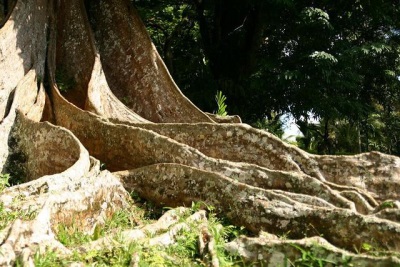  Dipteryx trunk