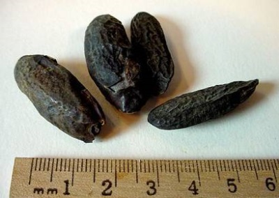  Tonka bean