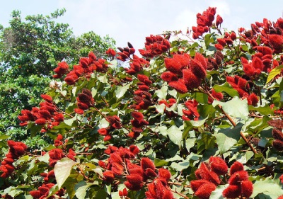  Annatto trees