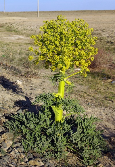  Asafoetida used in industrial production