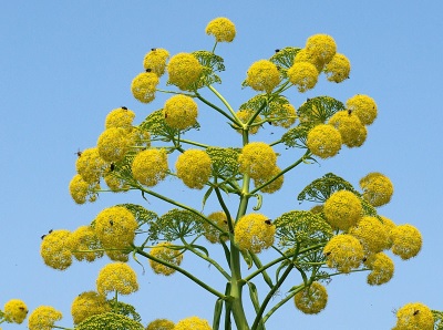  Asafoetida flowers