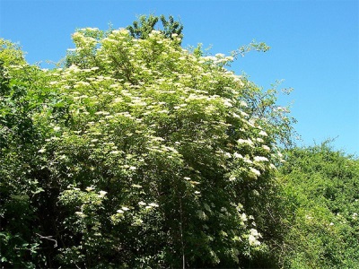  Bush elderberry wild