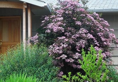  Black elderberry grows in the southern territories of Russia