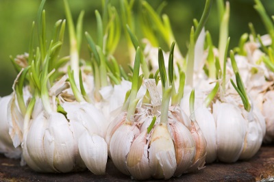  Growing garlic cloves