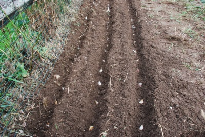  Planting garlic