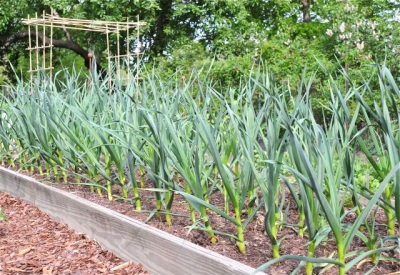  Cultivation and care of garlic