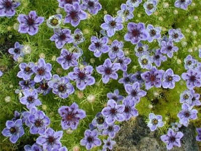  Black caraway sprout